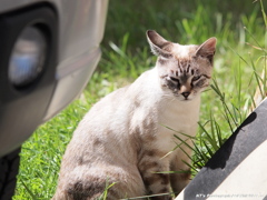 初めて撮った猫