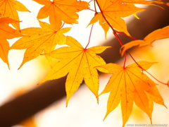 Maple image