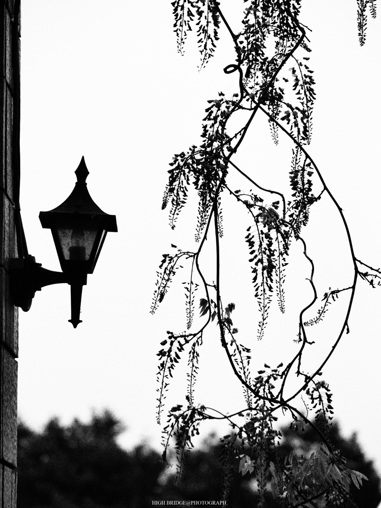 Wisteria, into the dream
