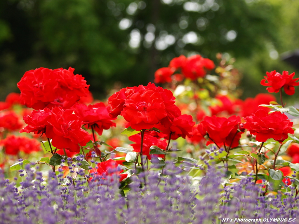 Garden of Roses