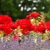 Garden of Roses