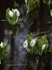 水芭蕉の森