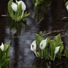 水芭蕉の森