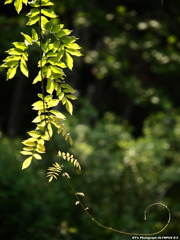 ト音な植物