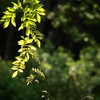ト音な植物
