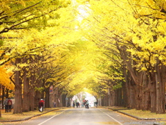 北海道大学北十三条門銀杏並木