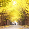 北海道大学北十三条門銀杏並木