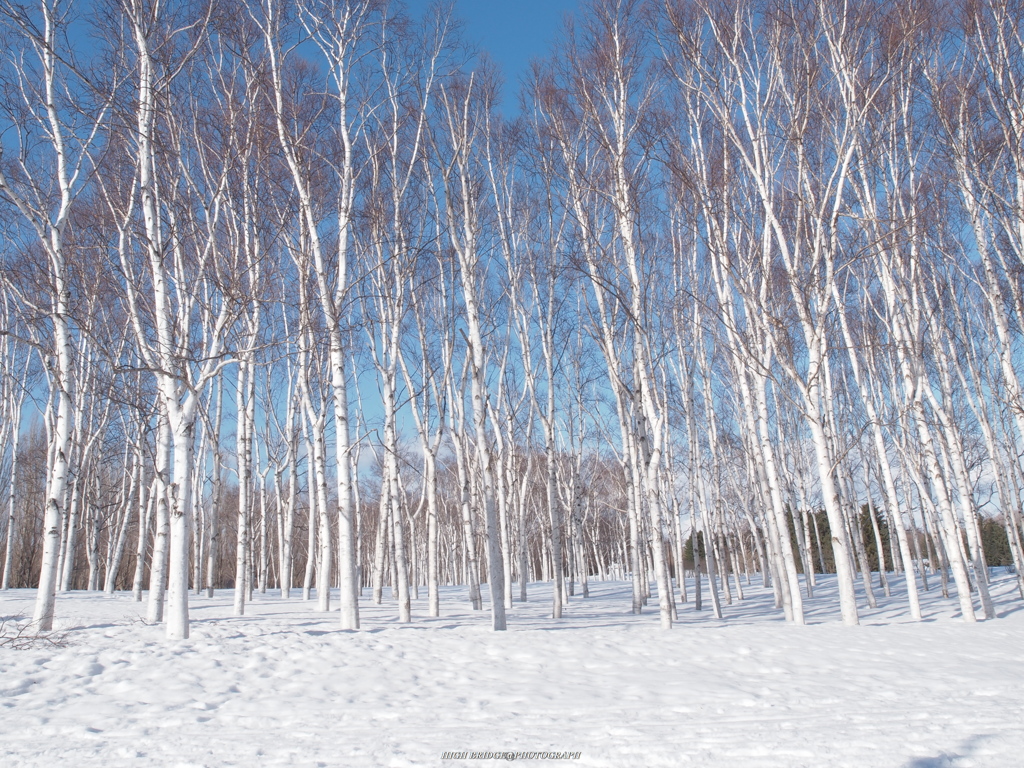 北国、弥生の白樺林