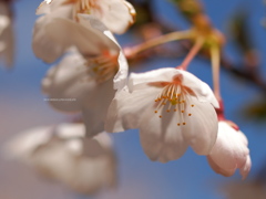 桜の花びら散るたびに