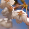 桜の花びら散るたびに