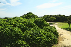 写真とは言い難いかもしれないですが、、、
