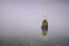 池の小島