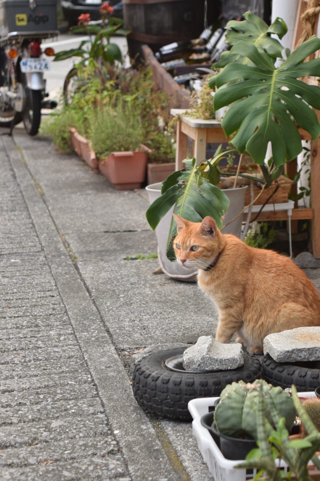 看板娘