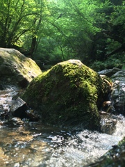 白谷沢の風景
