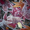 霜の付いた紅葉4