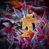 霜の付いた紅葉2