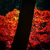 東郷公園7