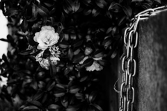 鎖と花