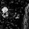鎖と花