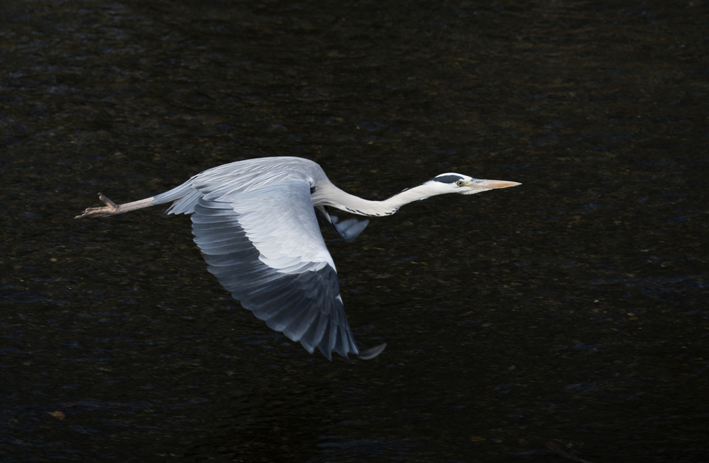 水面を飛ぶ鳥