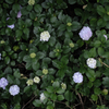 近所の紫陽花