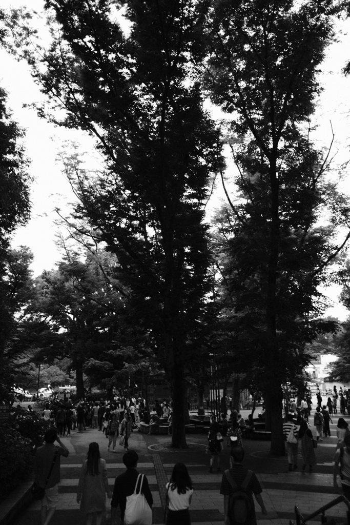 井之頭公園　出迎えてくれる木