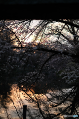 夕方の井の頭の桜