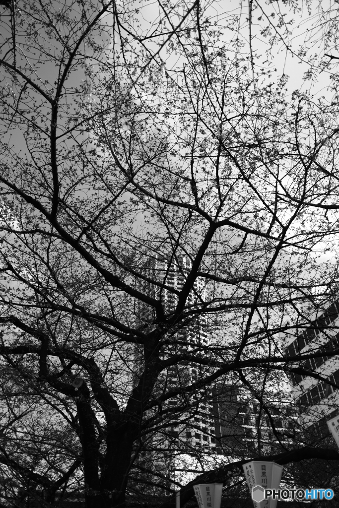 桜と建物と空