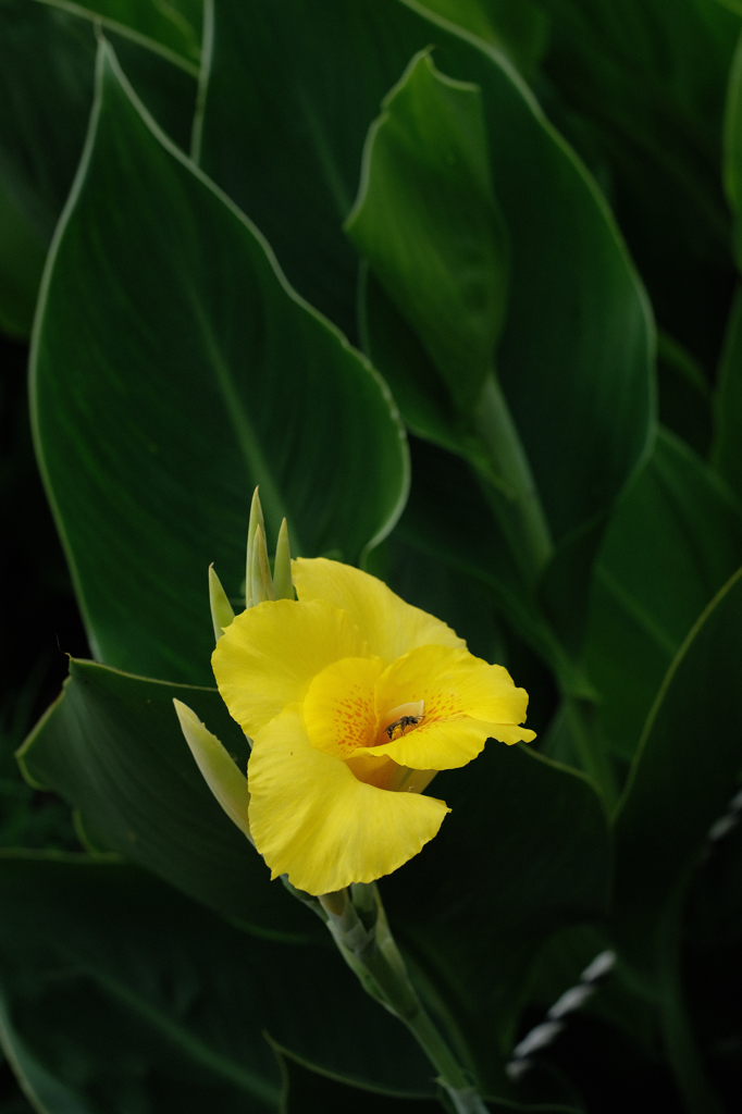 この花なんだろう