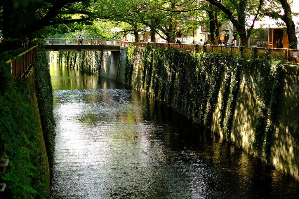 光が注ぎ込む目黒川