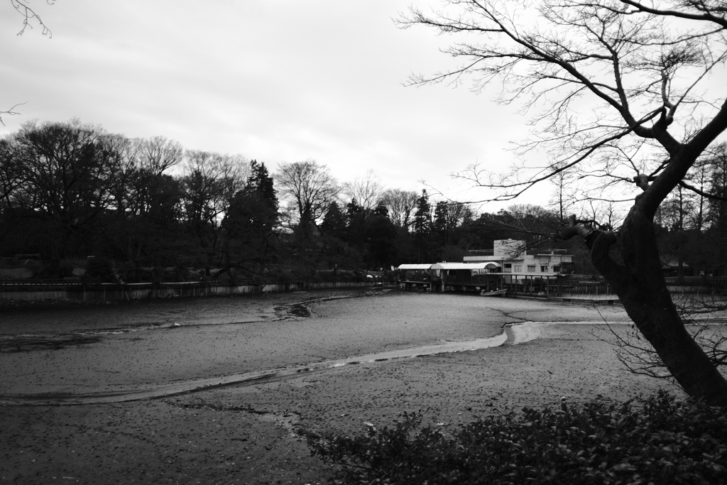 水のない井之頭公園