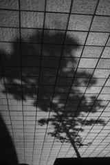 木