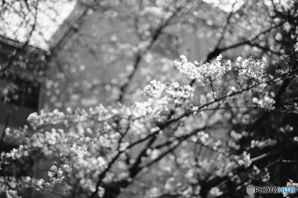 sakura