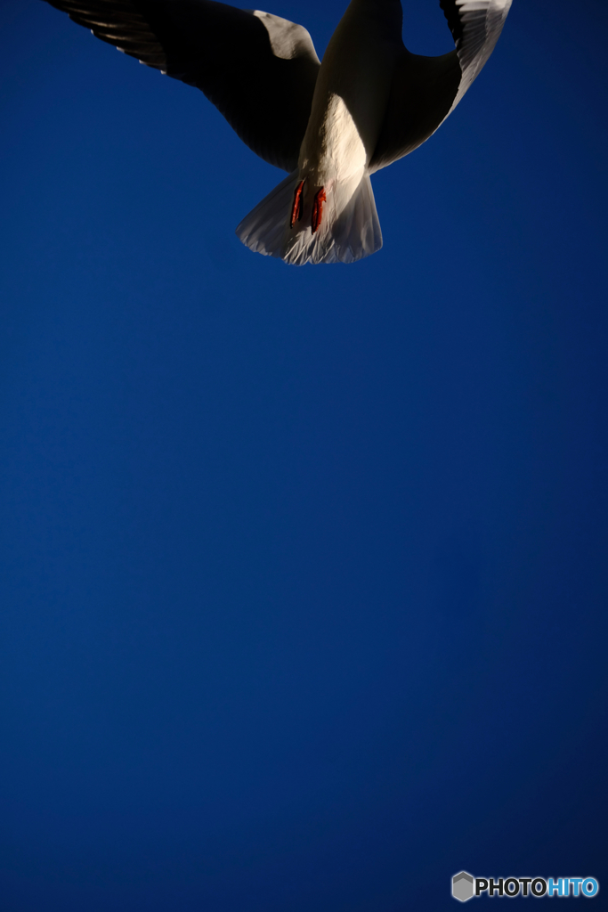 飛び立つ鳥