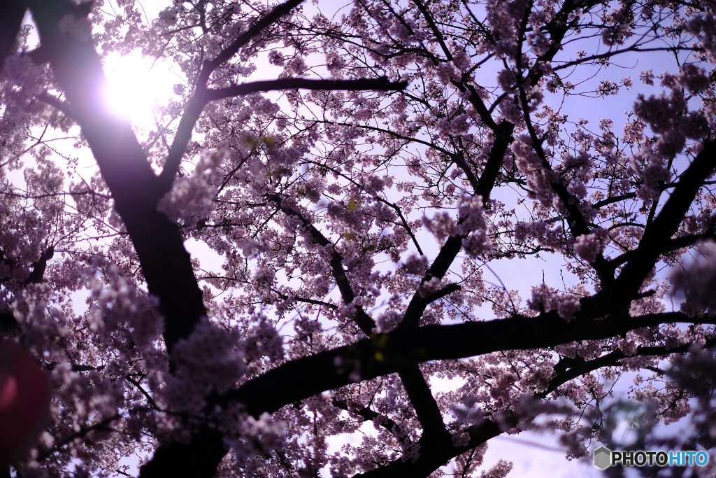 SAKURA