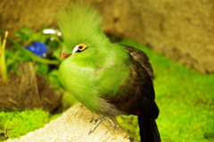 新緑の小鳥