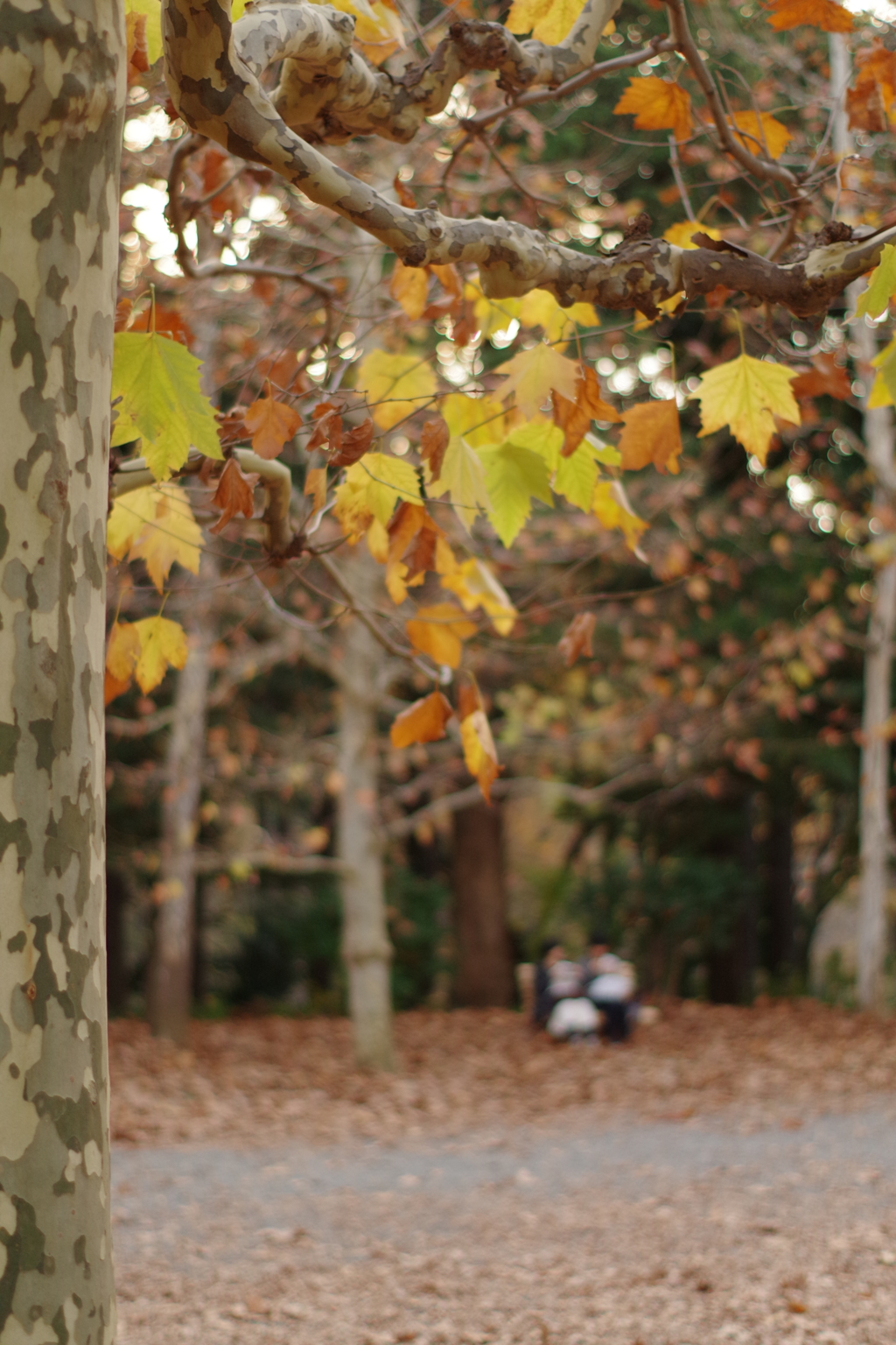 紅葉の中ふたり