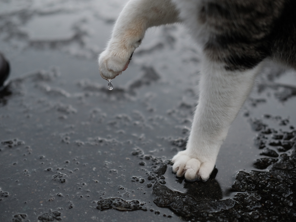 水も滴るかわいいお手手