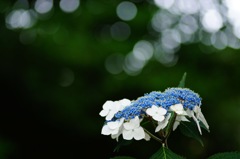 明日は雨?
