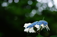 明日は雨？