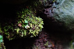 moss