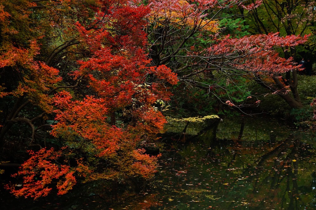 黄昏の森