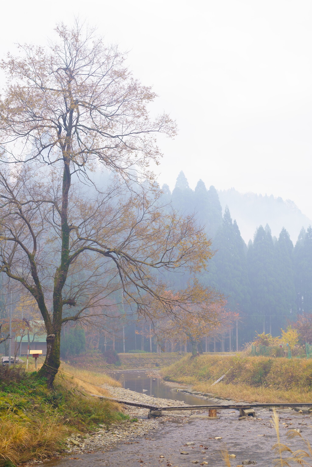 朝霧の架け橋