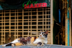 ヤンゴンの野良