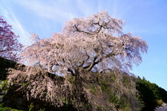 又兵衛桜