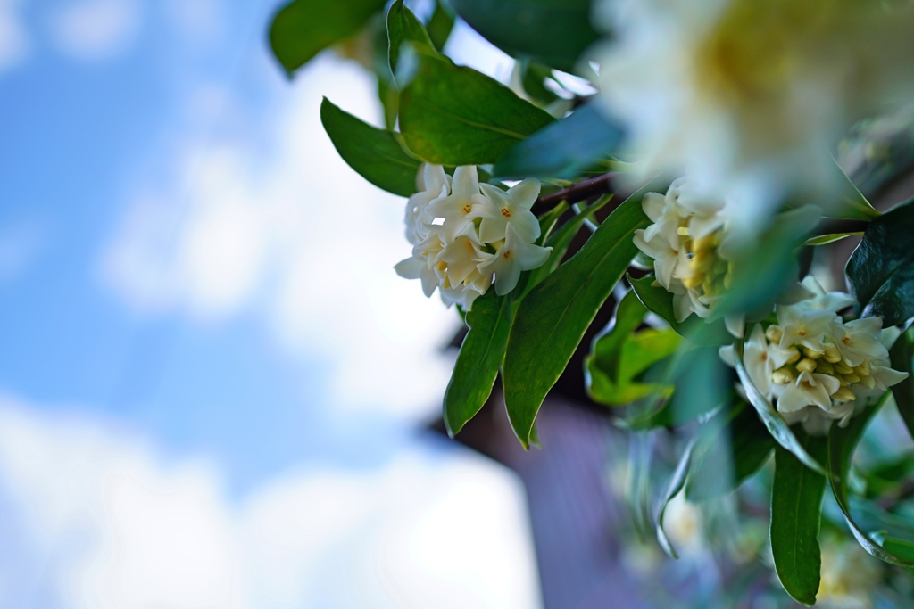 うちの沈丁花も