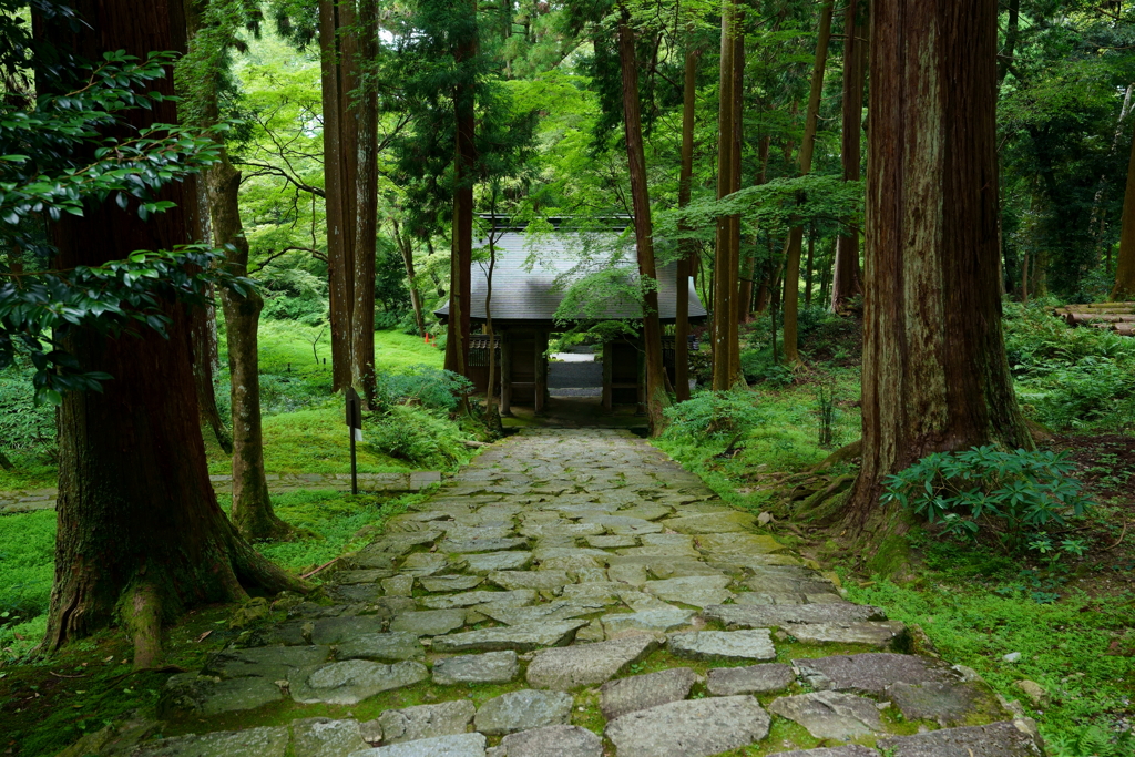 緑に囲まれた山門