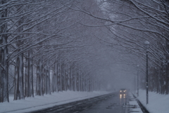 雪降るメタセコイヤ道