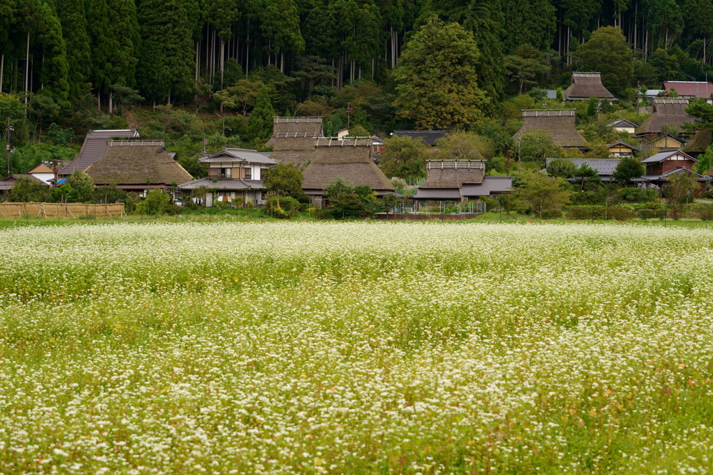 そば花咲く茅葺の里