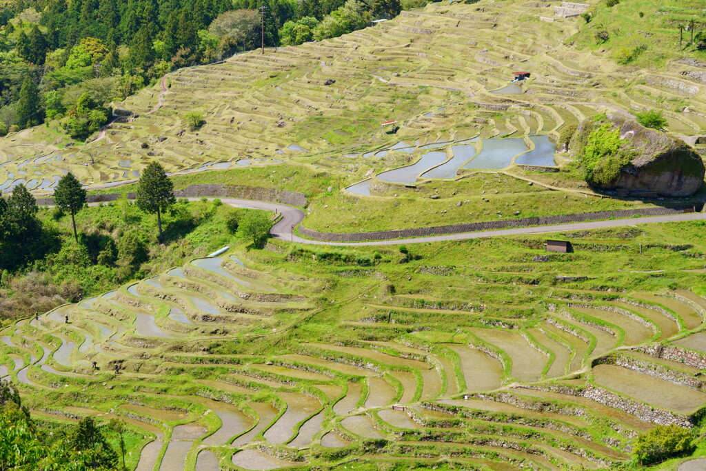 田植えの頃